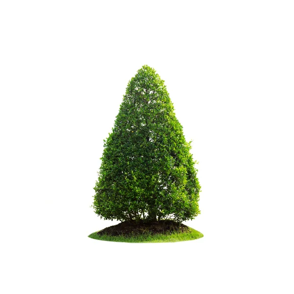 Дерево з зеленню — стокове фото