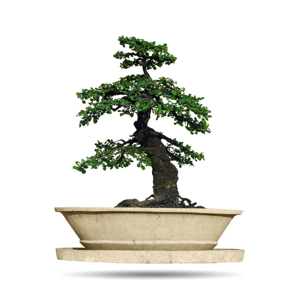 냄비에 녹색 bonsai 나무 — 스톡 사진