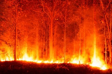 Wildfire, Orman Yangını, Yanan Ağaçlar Kırmızı ve Turuncu Yüksek Isı Gece Ormanında. Kuzey Tayland dağlarında, yumuşak odak
