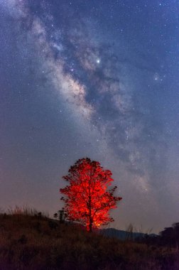 Samanyolu Galaksisi 'nde yıldızlar ve evrendeki toz bulutları kırmızı ağacın üzerinde, uzun süratle.