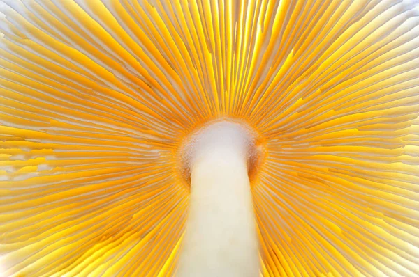 Abstrato Natureza Fundo Macro Plantas Cogumelos Usando Ideia Design Textura — Fotografia de Stock