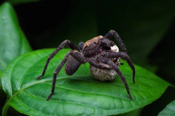 Aranha Castanha Com Ovos Extremo Close — Fotografia de Stock