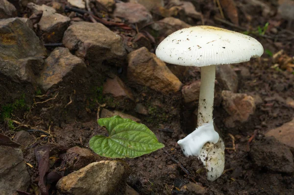 수있는 화이트 머쉬룸 버섯따기 — 스톡 사진
