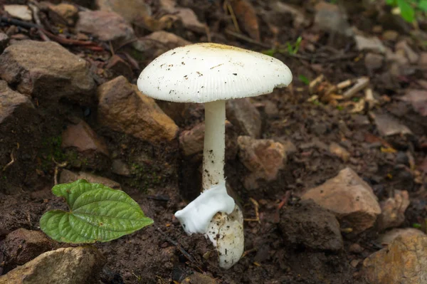 森の中の白いキノコ 熱帯雨林の風景 食用の白いキノコ エコツーリズム活動 キノコ狩り — ストック写真