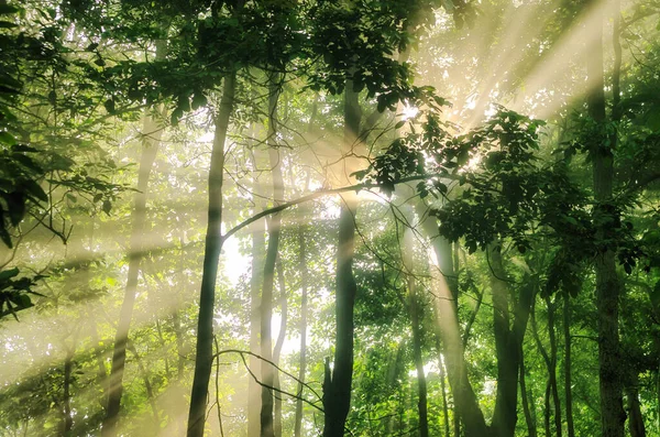 落葉樹の緑の森と太陽が光の光線を木の葉 森の木々の自然緑の木漏れ日の景色 太陽の光が木を通して輝きます — ストック写真