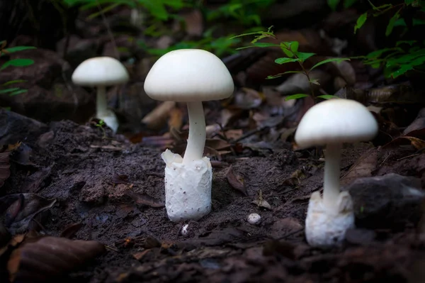 버섯들 수있는 화이트 머쉬룸 화이트 머쉬룸이요 버섯따기 — 스톡 사진