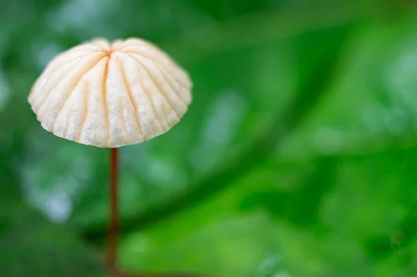 Cogumelo Branco Com Pequenos Talos Vermelhos Contexto Verde Folhas — Fotografia de Stock