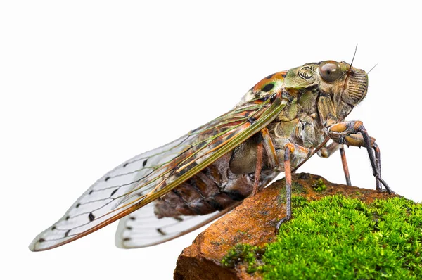 Velká Hnědá Cicada Skále Izolované Bílém Pozadí — Stock fotografie