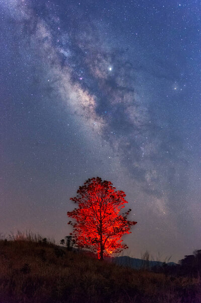 Milky way galaxy with stars and space dust in the universe over red tree, long speed exposure.