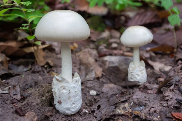 Paddenstoelen Het Bos Bosscènes Zomer Eetbare Witte Paddenstoelen Witte Paddenstoelen — Stockfoto