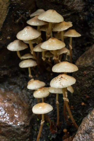 매크로 버섯도 곰팡이가 자라는 버섯도 많습니다 버섯으로 뒤덮인 — 스톡 사진