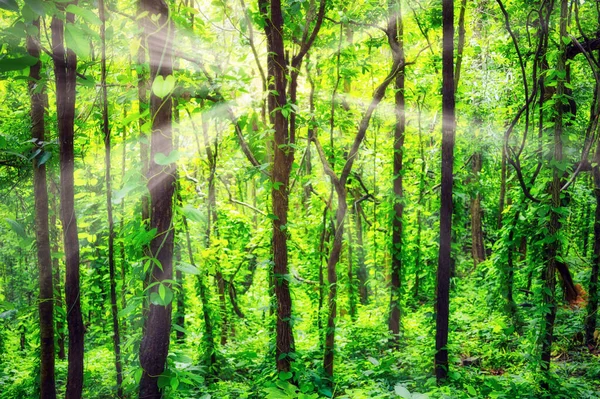 Lumière Soleil Brille Travers Les Forêts Naturelles Des Arbres Les — Photo