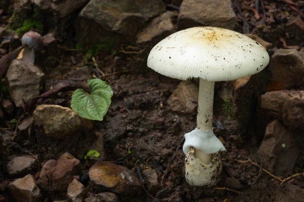 수있는 화이트 머쉬룸 버섯따기 — 스톡 사진