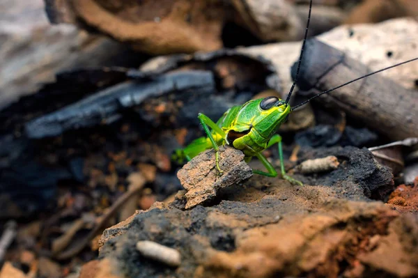 Sauterelle Verte Mangeait Une Boule Sur Sol — Photo