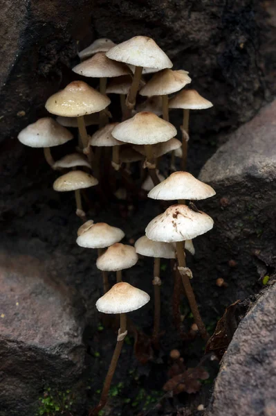 多くのマクロウッドキノコ 真菌成長キノコ キノコの背景がたくさんある木 — ストック写真