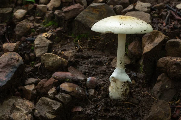 森の中の白いキノコ 熱帯雨林の風景 食用の白いキノコ エコツーリズム活動 キノコ狩り — ストック写真