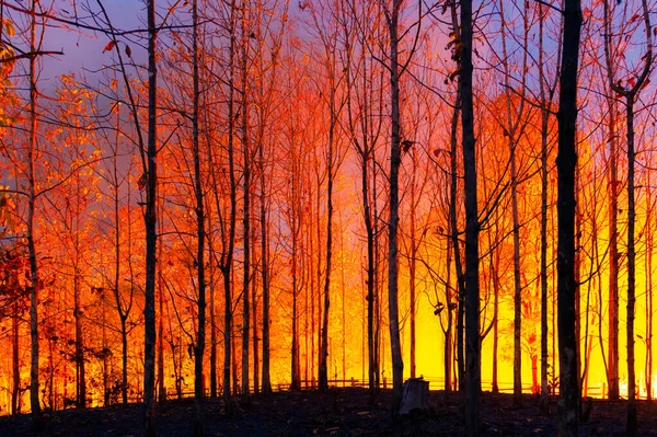 Wildfire Skogsbrand Brinnande Träd Rött Och Orange Hög Värme Natten — Stockfoto