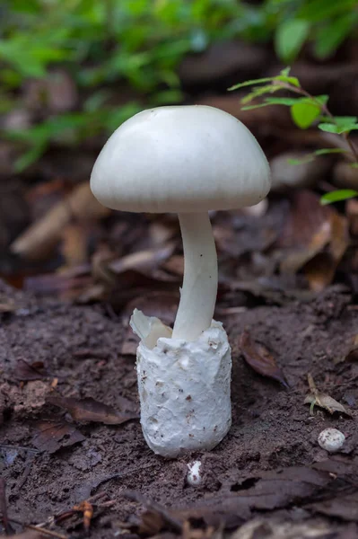 Paddenstoelen Het Bos Bosscènes Zomer Eetbare Witte Paddenstoelen Witte Paddenstoelen — Stockfoto