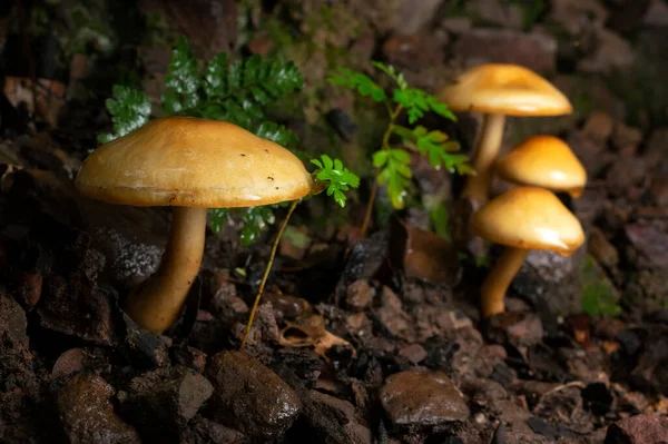 多くのマクロウッドキノコ 真菌成長キノコ キノコの背景でいっぱいの木 野生キノコ — ストック写真