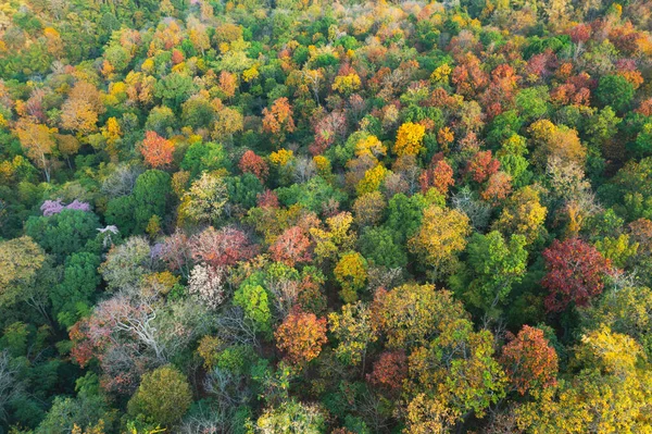 Beautiful Aerial View Thick Forest Autumn Colorful Forest Pang Puay — Stock Photo, Image