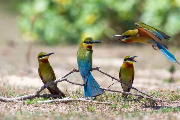 Amateurs Oiseaux Belle Mangeuse Abeilles Queue Bleue Merops Philippinus Sur — Photo