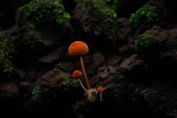 Paddenstoelen Het Bos Bosscènes Zomer Eetbare Oranje Champignons Gele Paddenstoelen Stockfoto