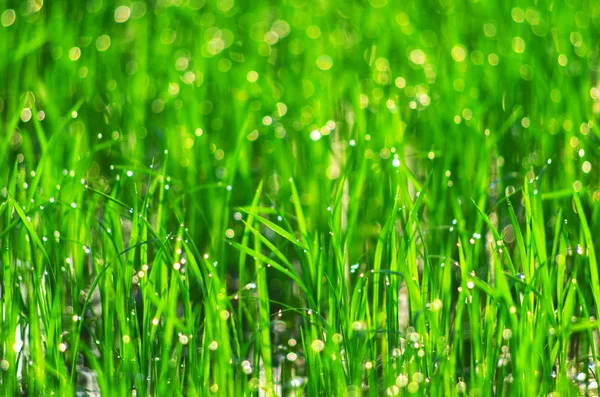 Sfondo verde naturale — Foto Stock