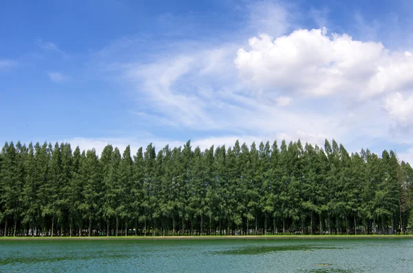 行的松树 — 图库照片