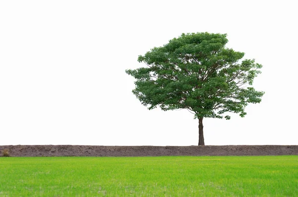 Árbol aislado — Foto de Stock