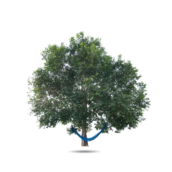 Дерево ізольовані — стокове фото