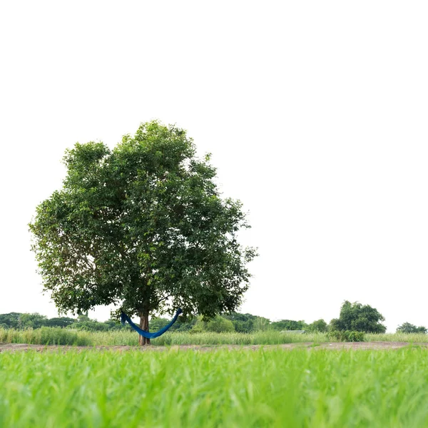 Tree isolated — Stock Photo, Image