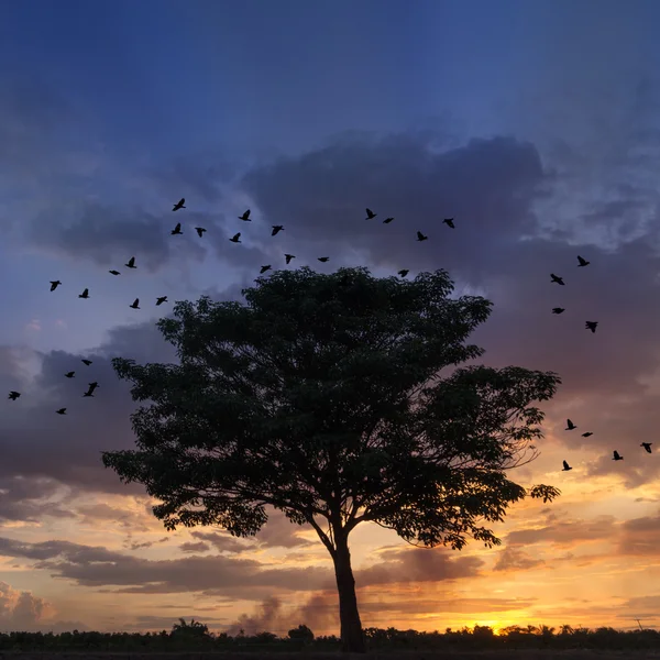 Silhouettenbaum mit fliegenden Vögeln — Stockfoto
