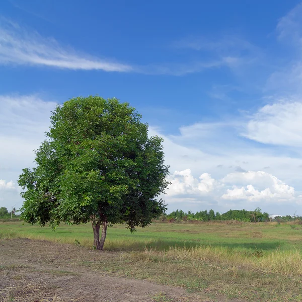 Árbol verde —  Fotos de Stock