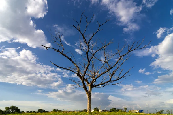 Dode bomen onder de blauwe hemel — Stockfoto