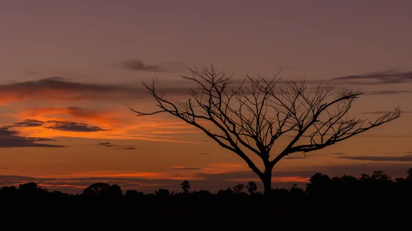 Silhouette d'un arbre mort — Photo