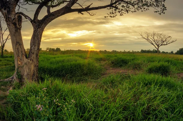 Sunset over the fields — Stock Photo, Image