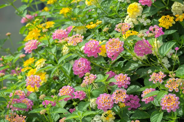 Lantana flower — Stock Photo, Image