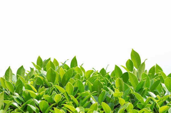 Green leaves background. — Stock Photo, Image