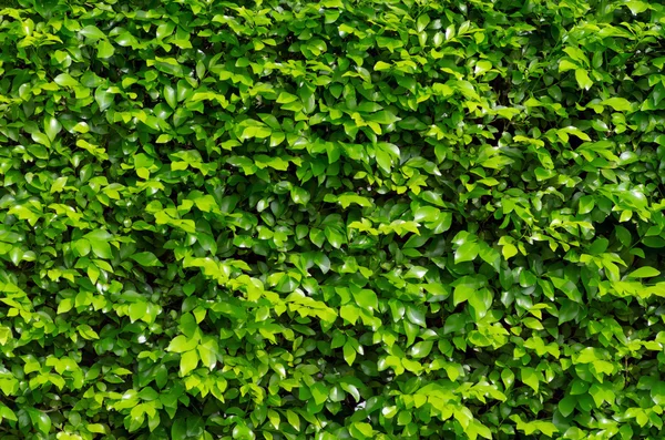 Gröna blad bakgrund. — Stockfoto