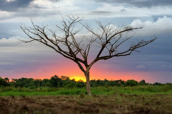 Arbre mort avec coucher de soleil — Photo