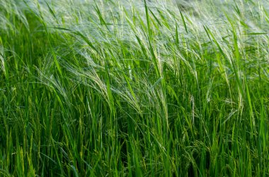Tarlalarda pirinç tarlası