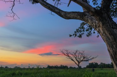 ölü bir ağaç güzel gün batımı.