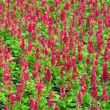 Cockscomb çiçek arka plan