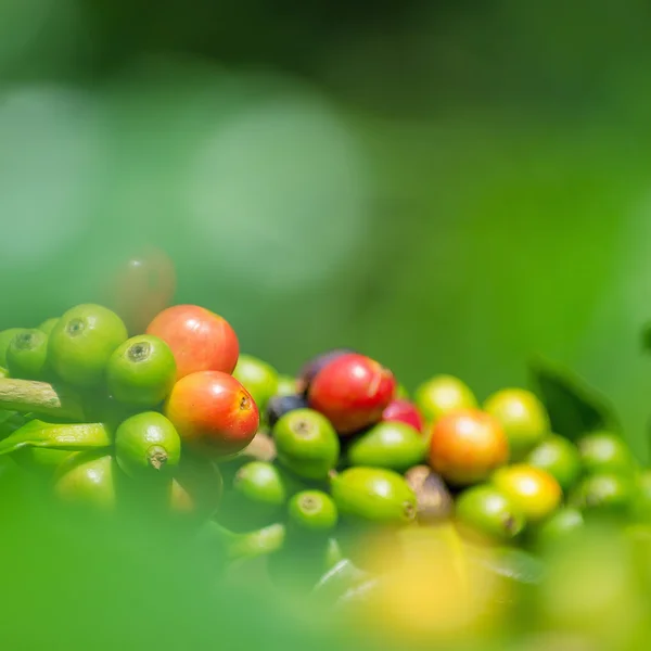 Fruit of the coffee Stock Photos, Royalty Free Fruit of the coffee