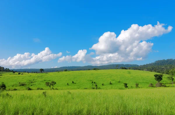 Campo di erba verde — Foto Stock