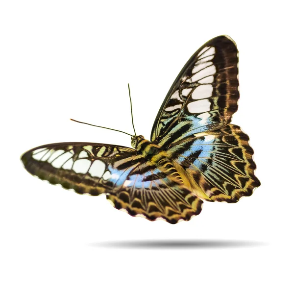 Vacker färgglad fjäril — Stockfoto