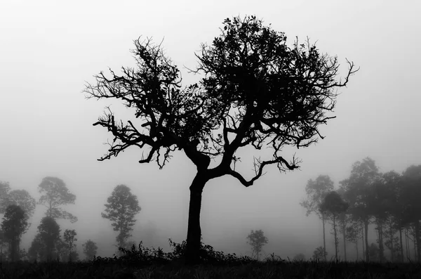 Morgondimma i skogen — Stockfoto