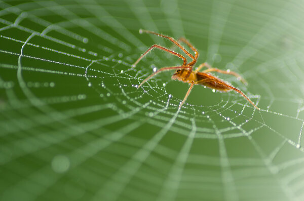 Дикий красный паук
