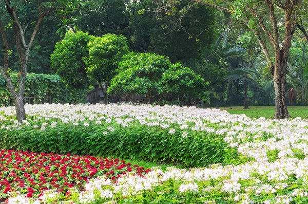 白花和红花 — 图库照片