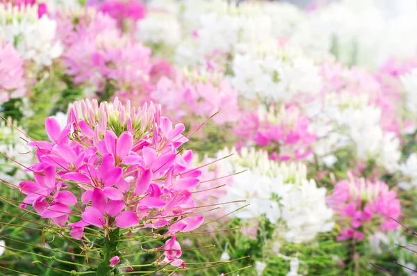 Cleome spinosa blommor — Stockfoto